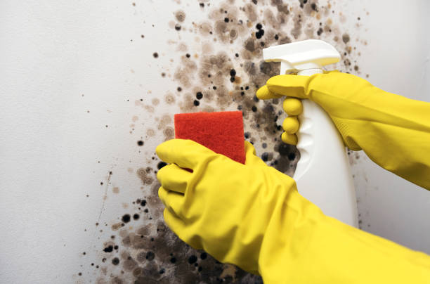 Best Office Mold Removal Services  in Camp Croft, SC