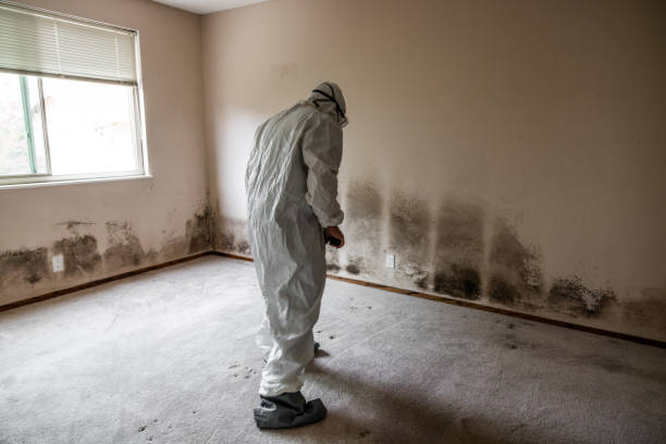 Best Commercial Mold Removal  in Camp Croft, SC